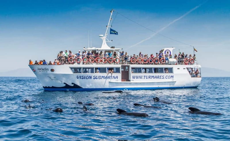 Tarifa: Orca, Whale and Dolphin Watching Boat Experience - Booking, Cancellation, and What to Bring