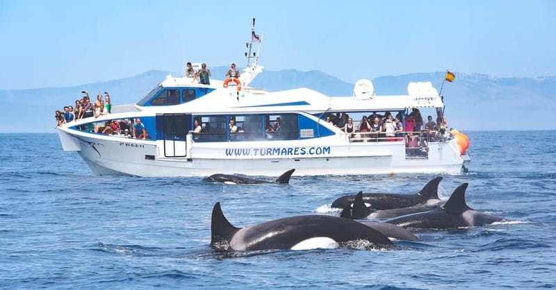 Tarifa: Orca, Whale and Dolphin Watching Boat Experience - Why the Strait of Gibraltar Is the Main Attraction