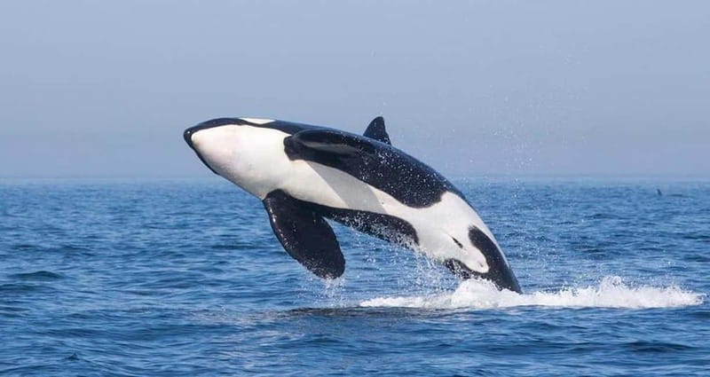 Tarifa: Orca, Whale and Dolphin Watching Boat Experience - The Animals You Might See