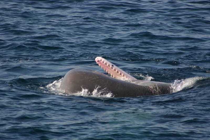 Tarifa: Orca, Whale and Dolphin Watching Boat Experience - Responsible Watching in a Fragile Marine Area
