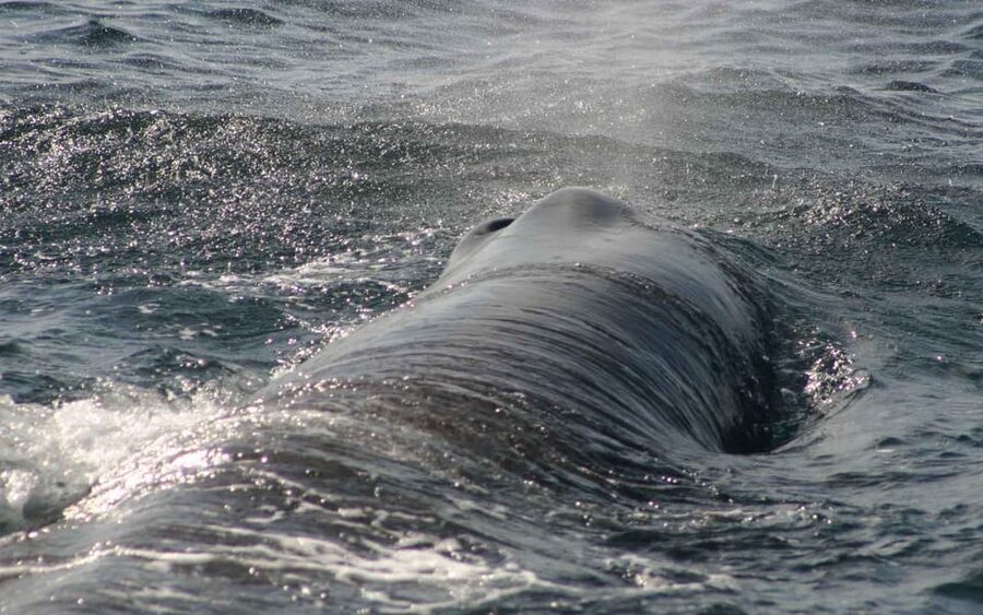 Tarifa: Orca, Whale and Dolphin Watching Boat Experience - Seasonal Timing: Dolphins Versus Orcas