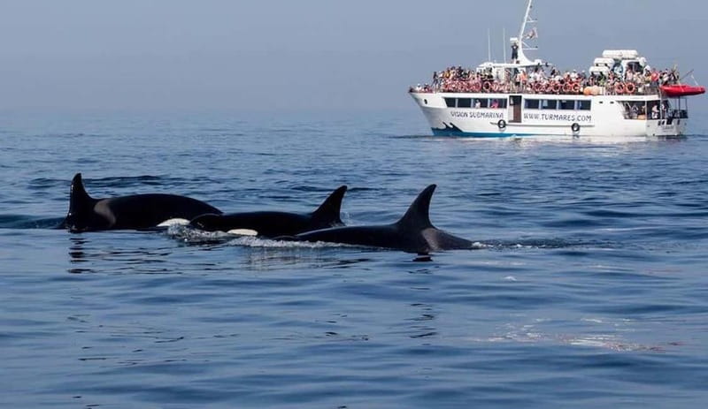Tarifa: Orca, Whale and Dolphin Watching Boat Experience - Boat Comfort, Seating, and Conditions