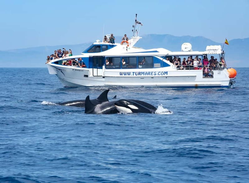 Tarifa: Orca, Whale and Dolphin Watching Boat Experience - Who Will Enjoy This Experience Most?