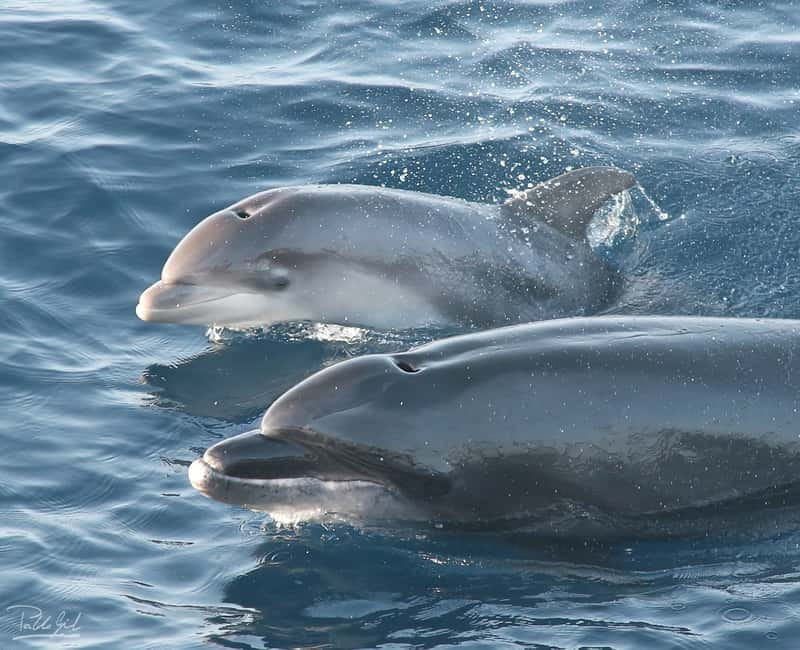 Tarifa: Orca, Whale and Dolphin Watching Boat Experience - What Happens During the Three-Hour Cruise