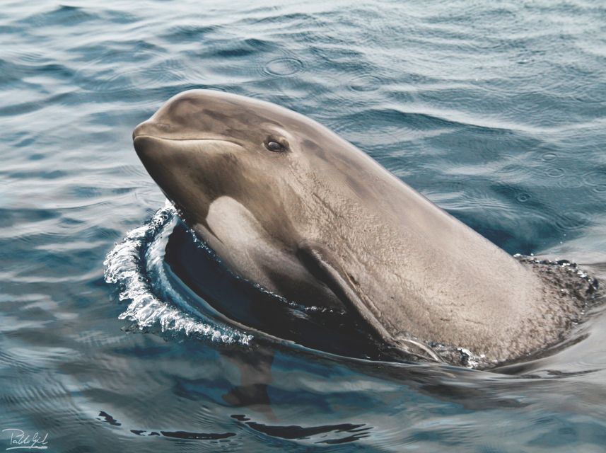 Tarifa: Whale & Dolphin Watching in the Strait of Gibraltar - What makes this Tarifa cruise worth your time