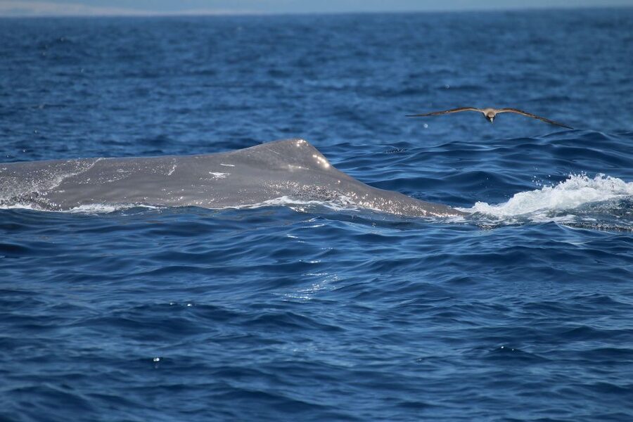 Tarifa: Whale & Dolphin Watching in the Strait of Gibraltar - Setting out from Turmares Tarifa