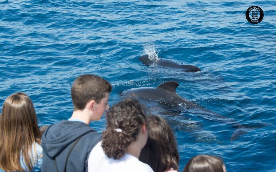 Tarifa: Whale & Dolphin Watching in the Strait of Gibraltar - Wildlife rules that improve the experience