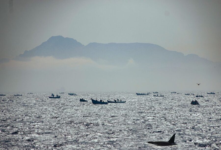 Tarifa: Whale & Dolphin Watching in the Strait of Gibraltar - What the boat ride feels like