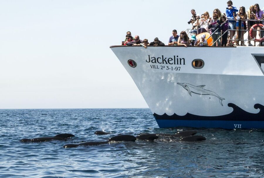 Tarifa: Whale & Dolphin Watching in the Strait of Gibraltar - Price, timing, and overall value
