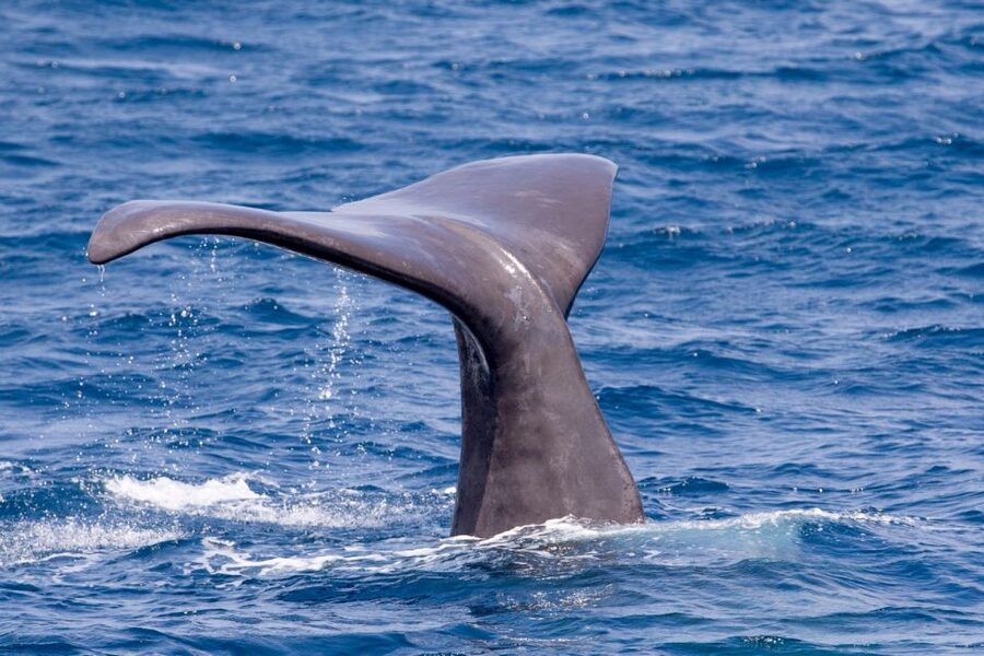 Tarifa: Whale & Dolphin Watching in the Strait of Gibraltar - Who should book this experience