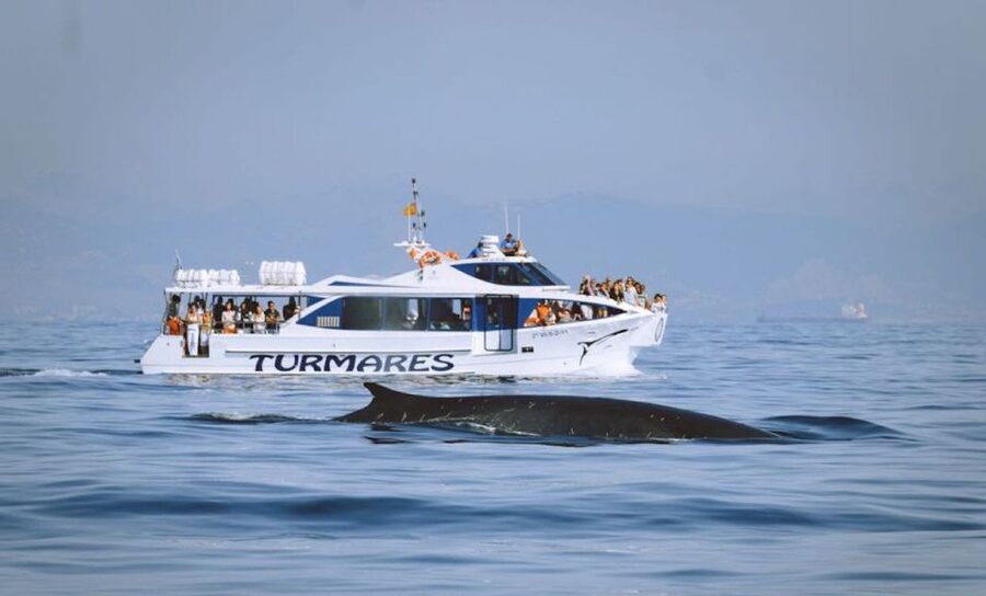 Tarifa: Whale & Dolphin Watching in the Strait of Gibraltar - Should you book the Tarifa whale watching cruise?