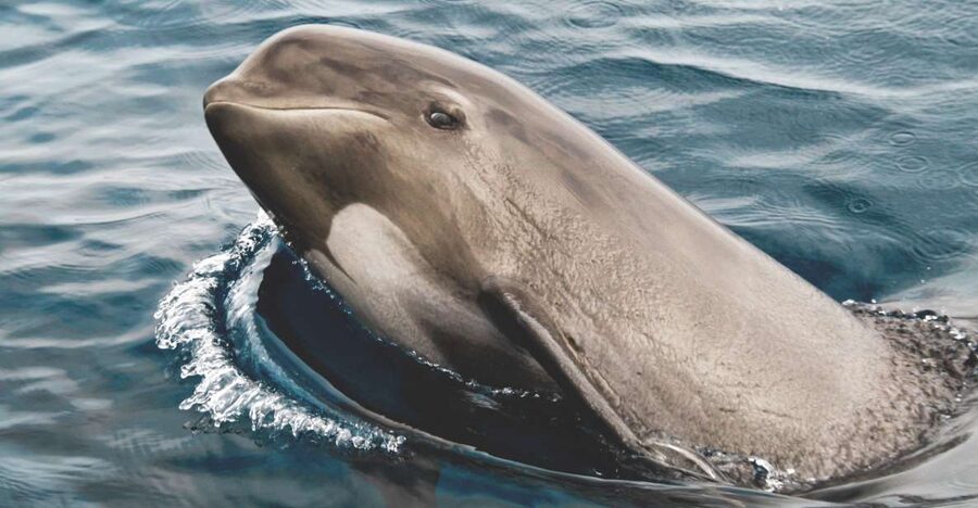 Tarifa: Whale & Dolphin Watching in the Strait of Gibraltar - Two hours through the Strait of Gibraltar