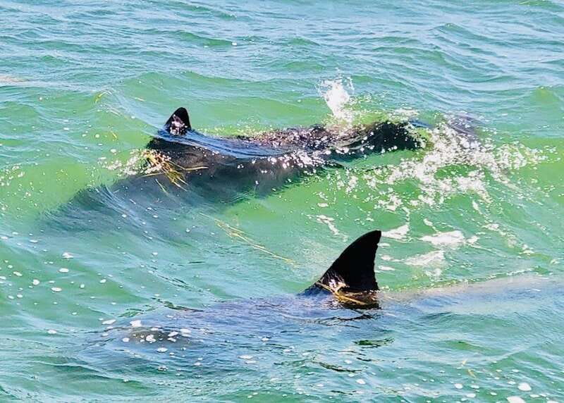 Tarpon Springs: Evening Dolphin Cruise - Time on Anclote Key for shells and swimming