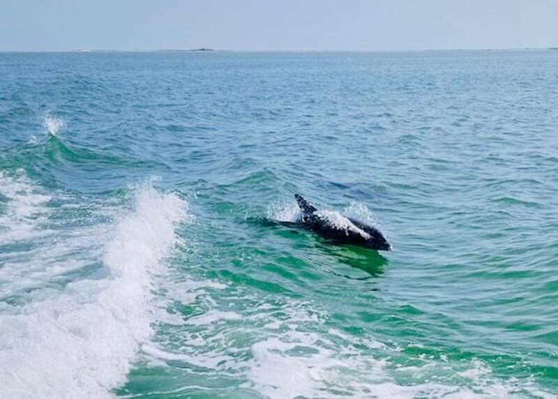 Tarpon Springs: Evening Dolphin Cruise - What $28 really buys you