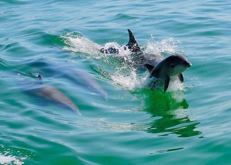 Tarpon Springs: Evening Dolphin Cruise - Watching for dolphins and Gulf wildlife
