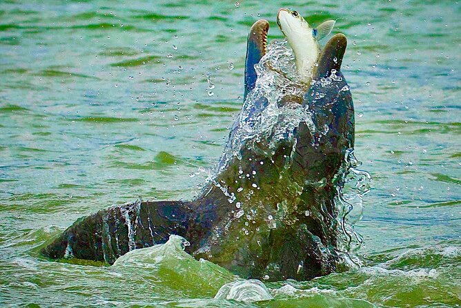 Ten Thousand Islands Eco/Dolphin Tour - Beachcombing on a Remote Island