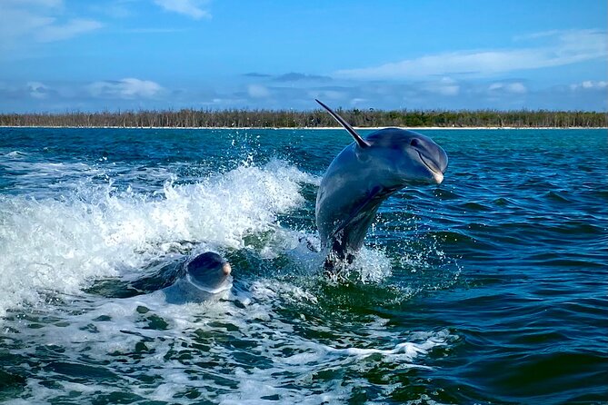 Ten Thousand Islands Eco/Dolphin Tour - Dolphins, Birds, and Wild Coastal Water