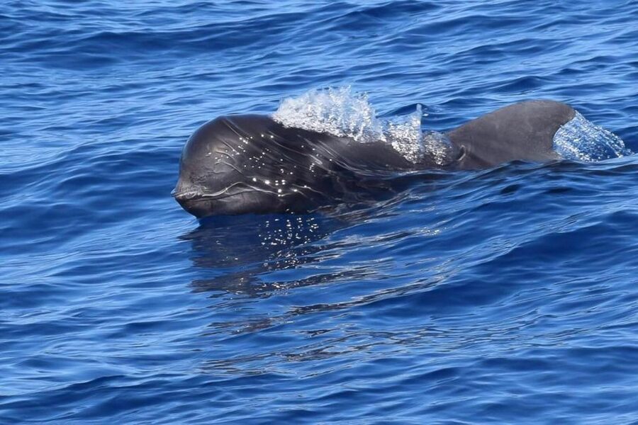 Tenerife: 3 &-6 Hour Private Whale & Dolphin Watching - Setting Out From Puerto Colón on the Gran Azor