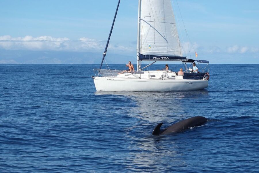 Tenerife: 3 &-6 Hour Private Whale & Dolphin Watching - Watching Pilot Whales and Dolphins in Open Water