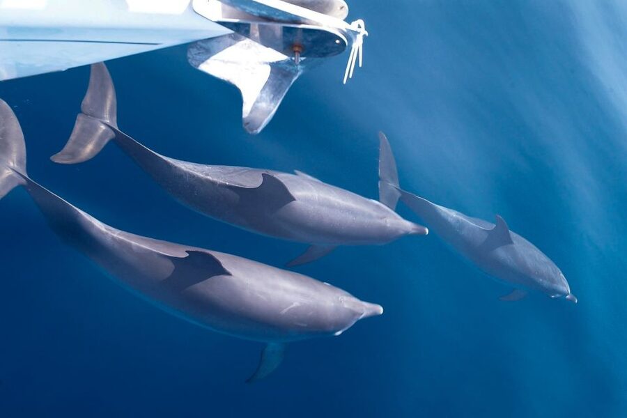 Tenerife: 3 &-6 Hour Private Whale & Dolphin Watching - Swimming and Snorkeling in Clear Tenerife Water