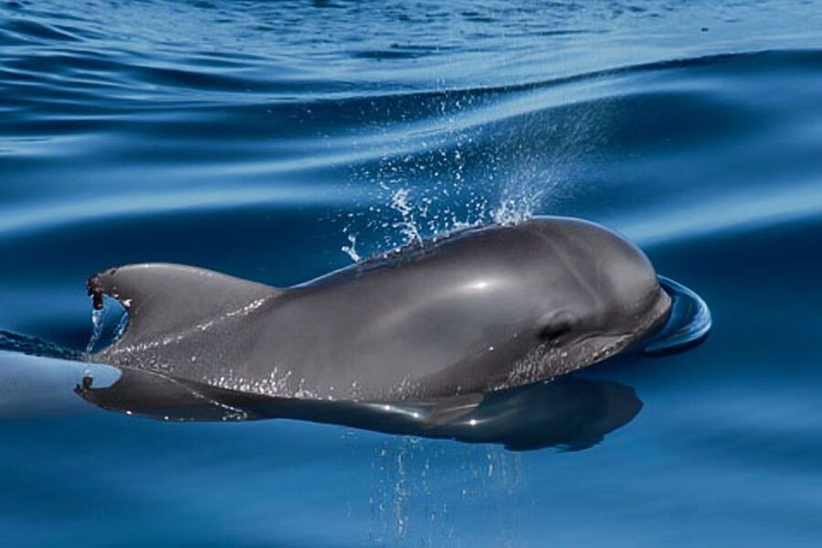 Tenerife: 3 &-6 Hour Private Whale & Dolphin Watching - The Captain Can Make or Break the Day