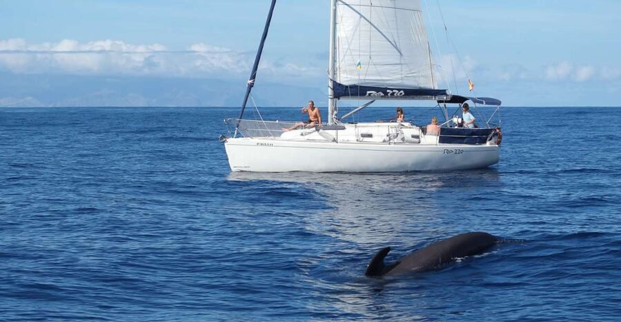 Tenerife: 3 &-6 Hour Private Whale & Dolphin Watching - What the Coastal Cruise Adds