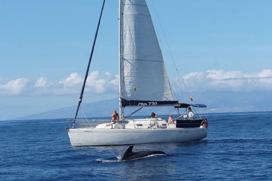Tenerife: 3 &-6 Hour Private Whale & Dolphin Watching - A Sonar Experience You Do Not Get on Every Boat Trip