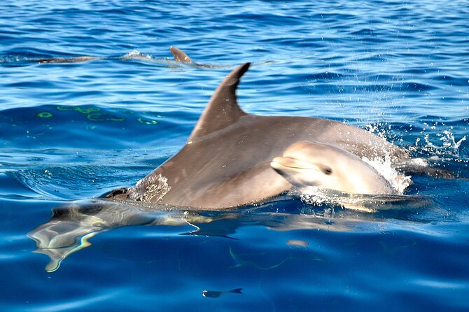 Tenerife 3-Hour Discover Whales and Dolphins - Lunch, drinks, and the relaxed return
