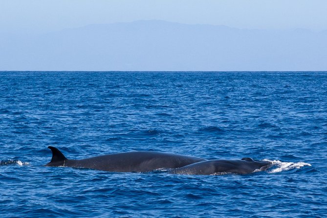 Tenerife 3-Hour Discover Whales and Dolphins - Price, pickup, and planning details