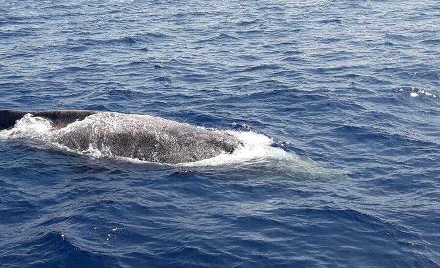 Tenerife: Eco-Yacht Whale and Dolphin Watching and Swimming - Practical advice for a better morning or afternoon
