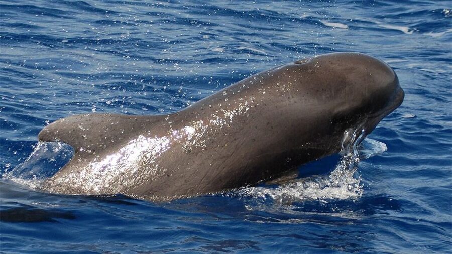 Tenerife: Eco-Yacht Whale and Dolphin Watching and Swimming - Why this Los Cristianos whale trip feels different