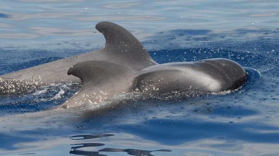 Tenerife: Eco-Yacht Whale and Dolphin Watching and Swimming - The boat ride and comfort level