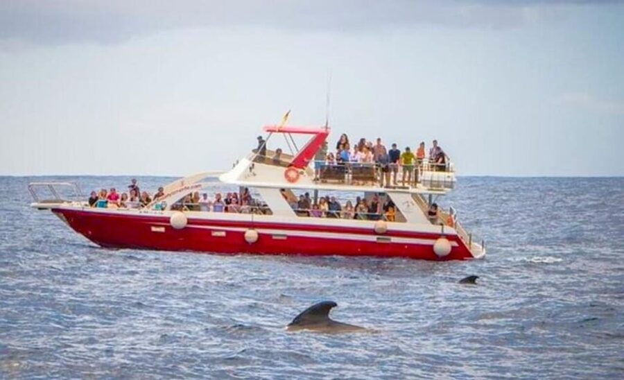 Tenerife: Eco-Yacht Whale and Dolphin Watching and Swimming - The route from Los Cristianos to the open water