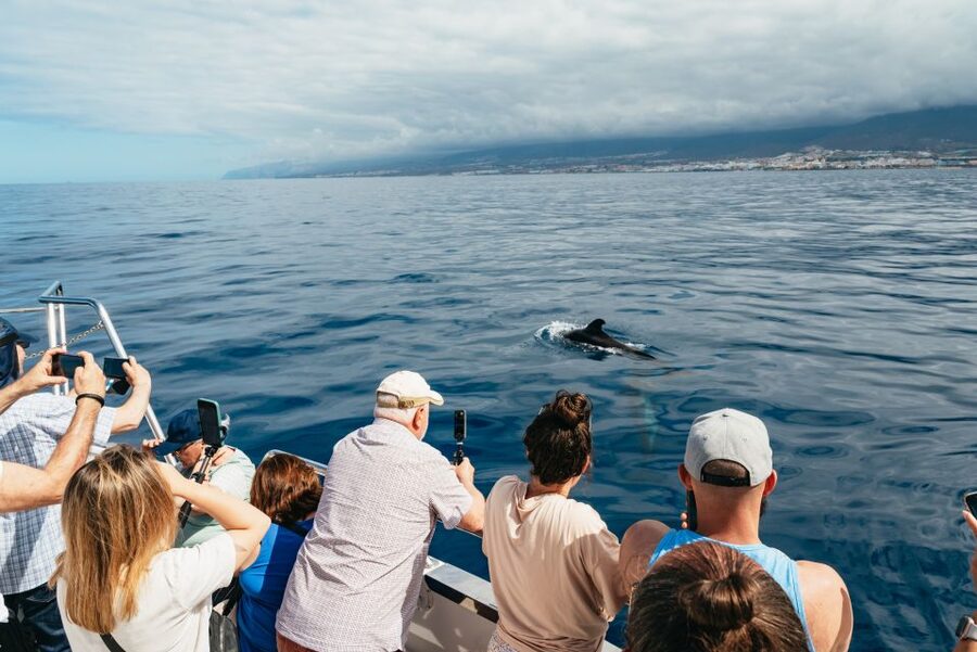 Tenerife: Eco-Yacht Whale and Dolphin Watching and Swimming - The Cave of Love and Palm-Mar coast