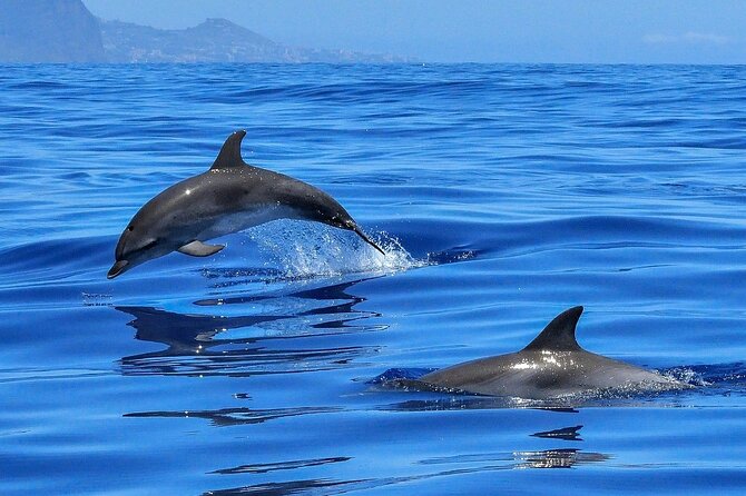 Tenerife Los Cristianos: Whale and Dolphin Eco-Yacht and Swim Stop - Along the Palm Mar coast in search of whales