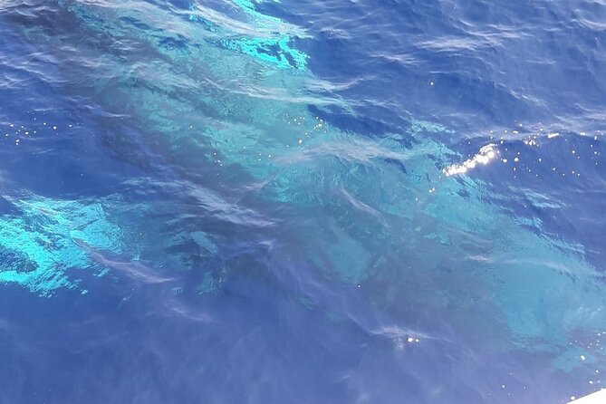 Tenerife Los Cristianos: Whale and Dolphin Eco-Yacht and Swim Stop - Motion sickness and comfort on board