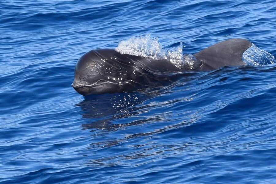Tenerife: Luxury Private Whale & Dolphin Watching Tour - Leaving Puerto Colon on a private yacht