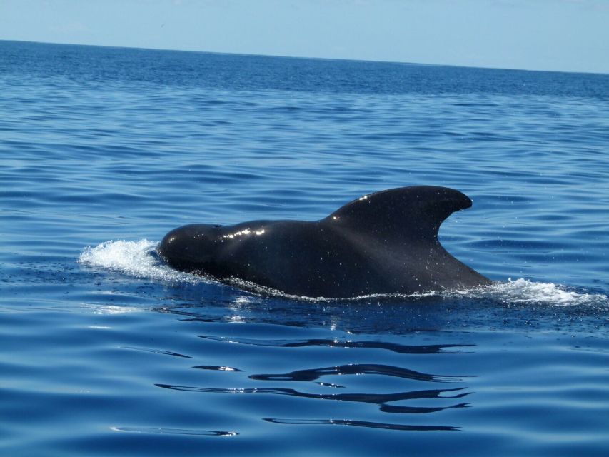 Tenerife: Sailing Excursion with Whale and Dolphin Watching - Sandwiches, fruit, and drinks on board