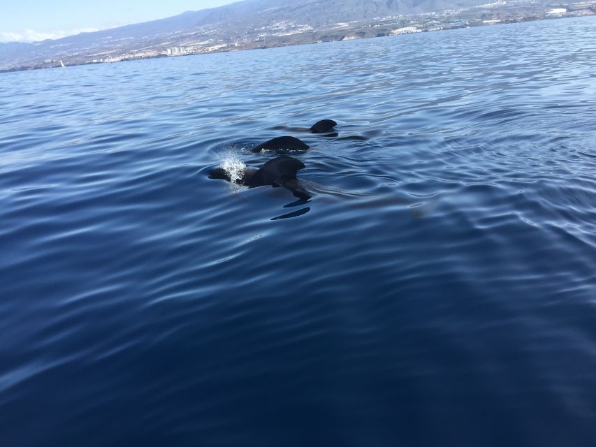 Tenerife: Sailing Excursion with Whale and Dolphin Watching - Watching pilot whales along Tenerife’s south coast