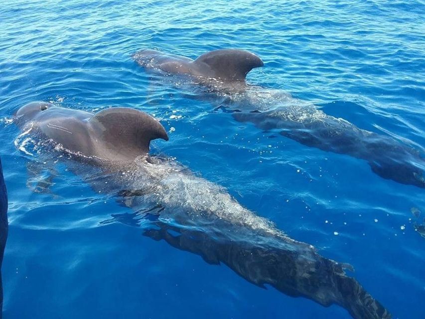 Tenerife: Teide National Park and Dolphins Sailboat Tour - A south-coast sailboat with room to breathe