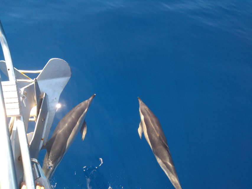 Tenerife: Teide National Park and Dolphins Sailboat Tour - Snorkeling and a sheltered swimming stop