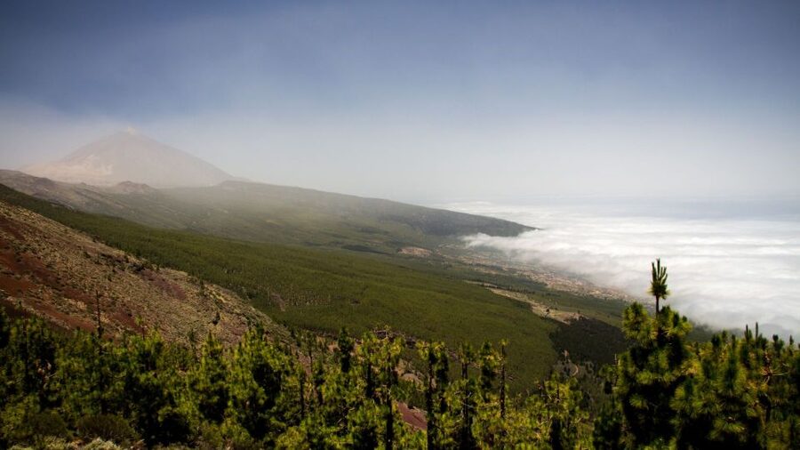 Tenerife: Teide National Park and Dolphins Sailboat Tour - Who should book this Tenerife combination tour?