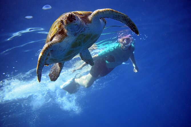 Tenerife: Turtle & Dolphin Kayak Tour with Snorkel & Wetsuit - Key points before you book