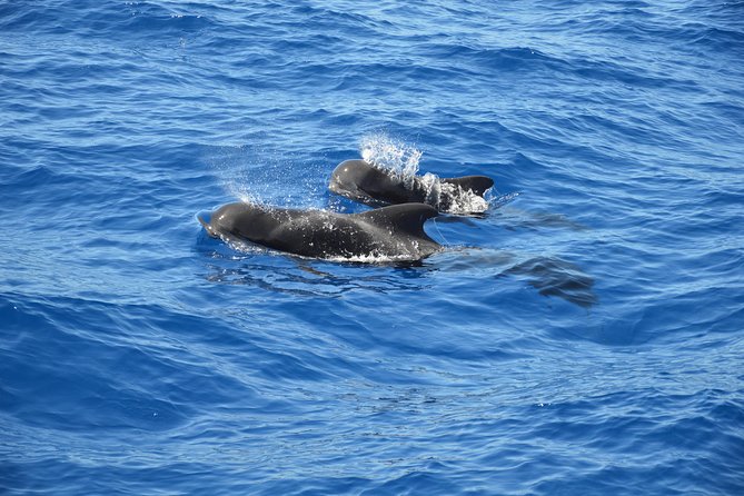 Tenerife: Whale and dolphin watching - Key points to know before booking