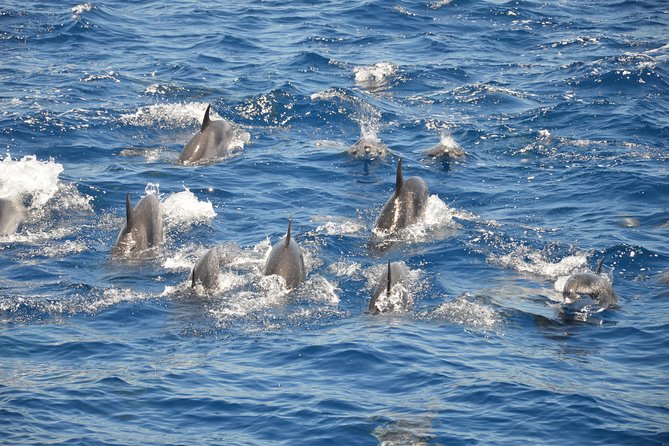 Tenerife: Whale and dolphin watching - The honest problem: rough water and seasickness