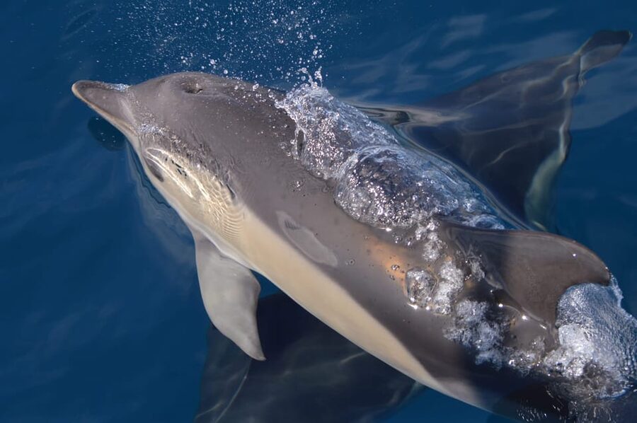 Tenerife: Whale and Dolphin Watching Boat Tour - FAQ