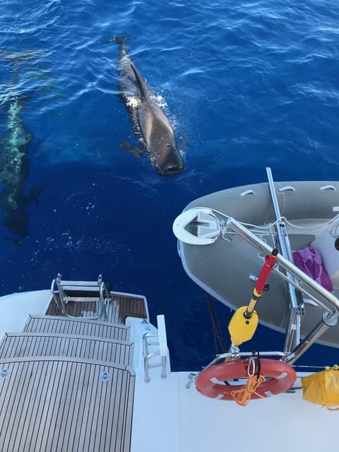 Tenerife: Whale and Dolphin Watching Boat Tour - Setting out from Puerto Colón near Pantalan N°4