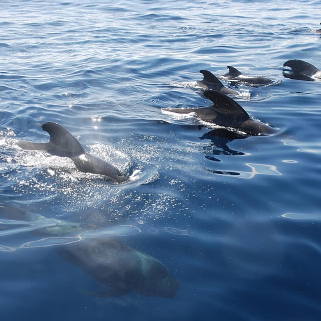 Tenerife: Whale and Dolphin Watching Boat Tour - Whale and dolphin watching with careful rules