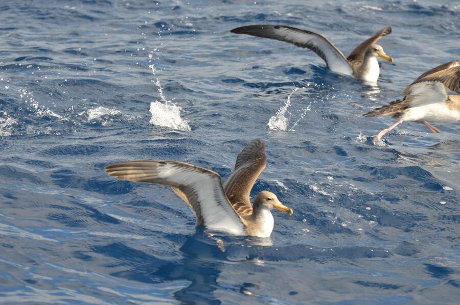 Tenerife: Whale and Dolphin Watching Boat Tour - What the small group changes