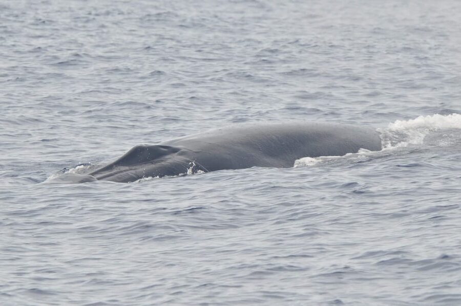 Tenerife: Whale and Dolphin Watching Boat Tour - The price and what you receive for $53